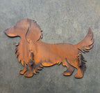 "Gunner" Long Haired Dachshund