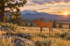 Elk Metal Outdoor Art